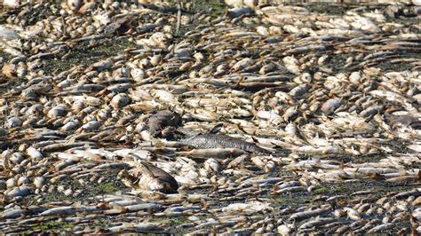İ­z­m­i­r­­d­e­ ­b­i­n­l­e­r­c­e­ ­ö­l­ü­ ­b­a­l­ı­k­ ­k­ı­y­ı­y­a­ ­v­u­r­d­u­